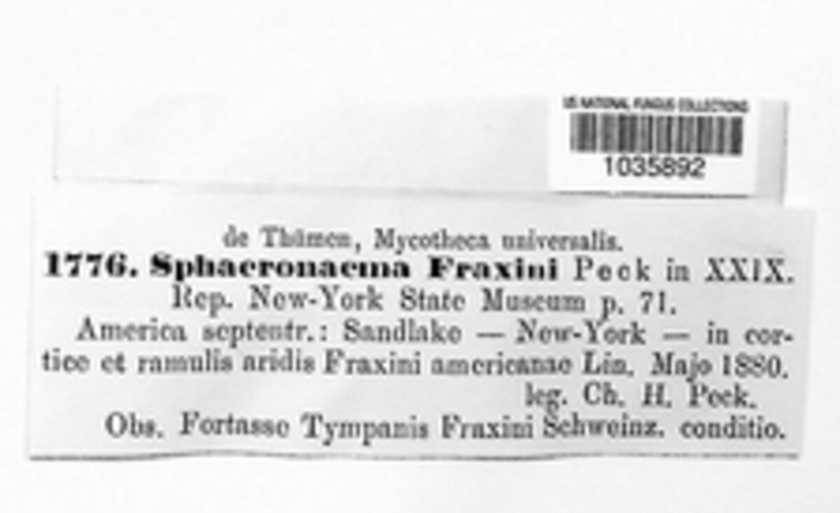 Sphaeronaema fraxini image